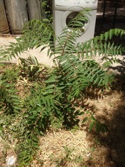 Ailanthus altissima