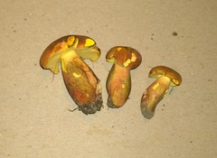 Lanmaoa pseudosensibilis