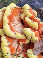 Laetiporus sulphureus
