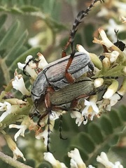 Macrodactylus mexicanus