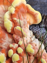 Laetiporus sulphureus