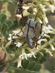 Macrodactylus mexicanus