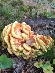 Laetiporus sulphureus