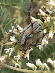 Macrodactylus mexicanus