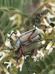 Macrodactylus mexicanus