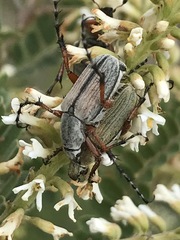 Macrodactylus mexicanus