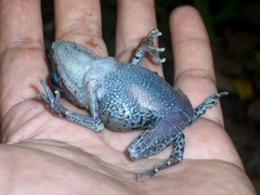 Hasselt's Litter Frog photo 4