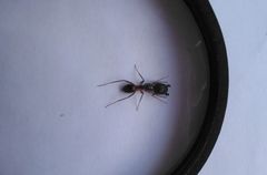 Camponotus arrogans
