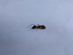 Camponotus arrogans