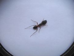 Camponotus arrogans