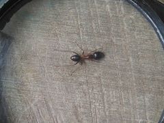 Camponotus arrogans
