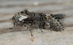 Psaphida thaxterianus