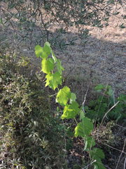 Vitis vinifera vinifera