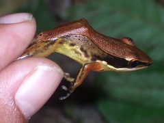Indosylvirana nicobariensis