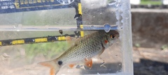 Systomus orphoides