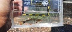 Systomus orphoides