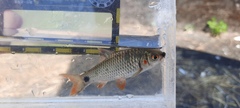 Systomus orphoides