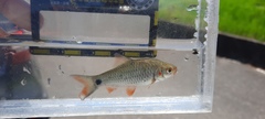 Systomus orphoides