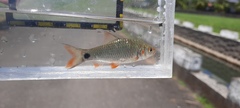 Systomus orphoides