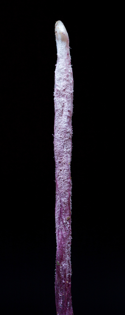 Purpureomyces