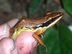 Indosylvirana nicobariensis