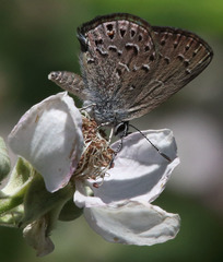 Satyrium behrii
