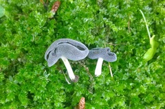Helvella ephippium