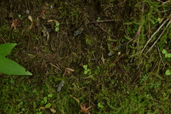 Helvella ephippium