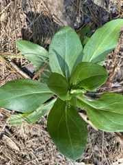 Carphephorus odoratissimus
