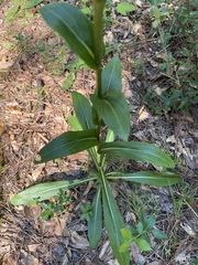 Carphephorus odoratissimus
