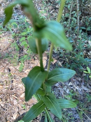 Carphephorus odoratissimus