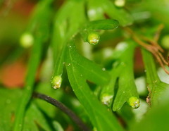 Hymenophyllum flabellatum image