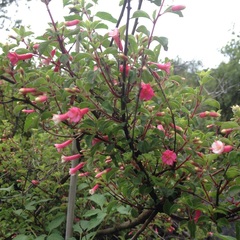 Fuchsia thymifolia