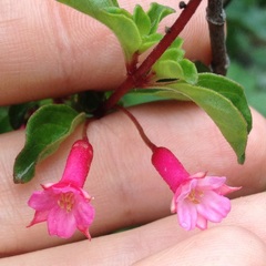 Fuchsia thymifolia