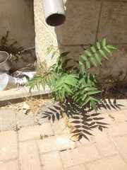 Ailanthus altissima