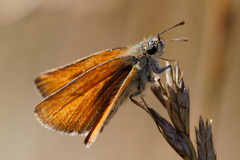 Thymelicus sylvestris
