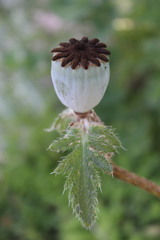 Papaver orientale