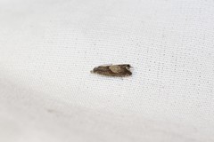 Dichrorampha acuminatana