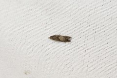 Dichrorampha acuminatana