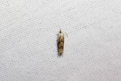 Eucosma ochrocephala