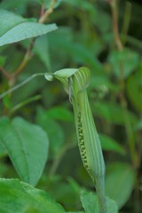Arisaema
