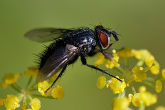 Epicampocera succincta