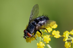 Epicampocera succincta