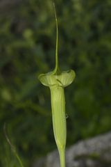 Arisaema