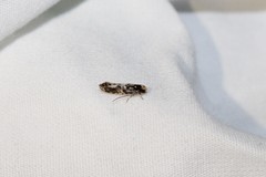 Monopis marginistrigella