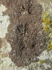 Anaptychia runcinata