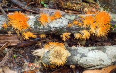 Echinoporia aculeifera