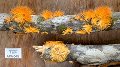 Echinoporia aculeifera