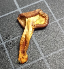Cantharellus appalachiensis