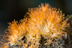 Echinoporia aculeifera